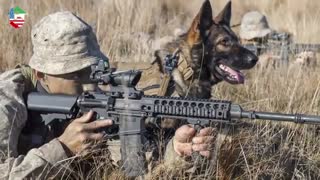 دانستنی هایی درباره سگ های نظامی