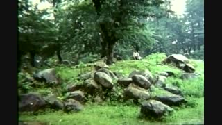 ریشه در خون