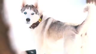 10 سگ قدرتمند جهان