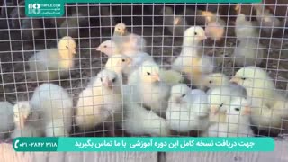 جوجه کشی و پرورش مرغ محلی | مکان و تغزیه مناسب جوجه گوشتی