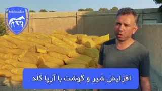 افزایش شیر و گوشت دام با آرپا گلد