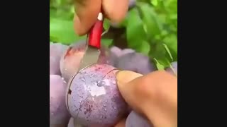 ارقام نهال آلو - پربار