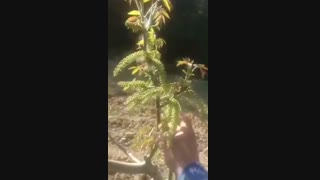 فروش نهال گردو ژنوتیپ ۰۹۱۴۱۸۱۱۵۲۰