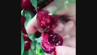 فروش ارقام نهال گیلاس در نهالستان رویال نهال ۰۹۱۴۱۸۱۱۵۲۰