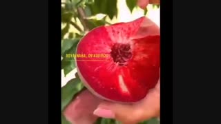 فروش ارقام نهال کمیاب در نهالستان رویال نهال ۰۹۱۴۱۸۱۱۵۲۰