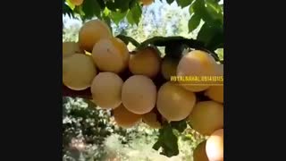 فروش نهال آلو قطره طلا