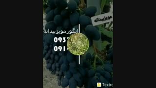 نهالستان سبز نگین مهدیزاده