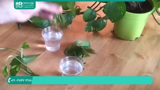 آموزش صحیح قلمه زدن گیاه رونده پتوس ( گیاهان آپارتمانی )