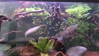 ماهی سرماری کوتوله (Dwarf snakehead)