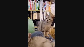 Cute-توضیحات مهم