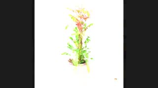 ارسال گل طبیعی به انگلستان