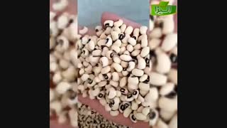 فروش لوبیا چشم بلبلی