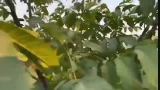 فروش نهال گردو چندلر ۰۹۱۴۱۸۱۱۵۲۰