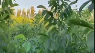 فروش نهال گردو پیوندی فرنور ۰۹۱۴۱۸۱۱۵۲۰