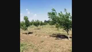 فروش نهال گردو پیوندی چندلر ۰۹۱۴۱۸۱۱۵۲۰