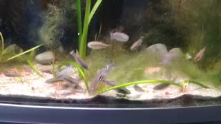 ماهی گورخری کروپ (Krupp tooth-carp)