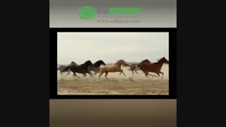 آیفون 12 جدیدترین موبایل اپل معرفی شد | معرفی سری iPhone 12