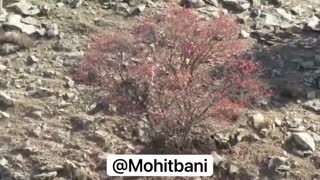 جدال یک پلنگ با چند قلاده سگ