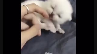 گربه های هانبین ^^