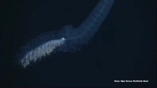 Eumetazoa - Bijan Norouz Worldwide Music