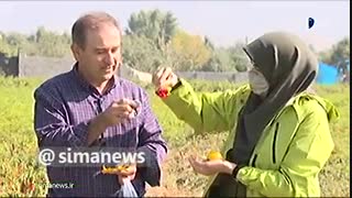 گزارش بسیار جالب از تولید انواع فلفل ها به دست تولیدکننده خوشفکر ایرانی.