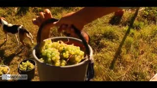 از انگور تا شراب گرجی