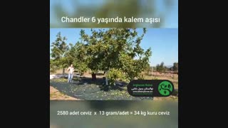 گردو چندلر پیوندی - سال ششم