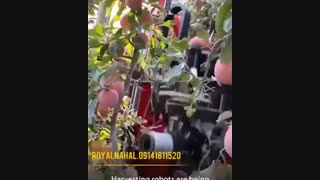فروش نهال های خاص در نهالستان رویال نهال