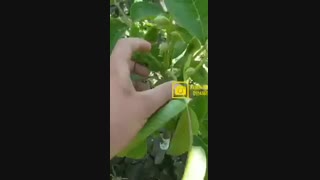 فروش نهال گردو خوشه ای | نهالستان رویال نهال