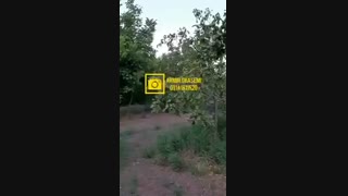 فروش نهال گردو ژنوتیپ رویال | نهالستان رویال نهال