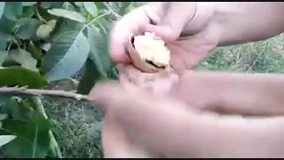فروش نهال گردو کاغذی پربار
