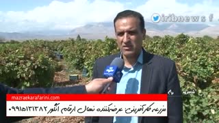 برداشت میوه انگور سرخ فخری- انگور کشمش و مویز - خرید نهال 09915131382 - بازار کشاورزی آنلاین مزرعه کارآفرینی