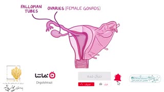علایم ابتلا به اندومتریوز