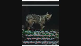 کدام جانوران و گیاهان در شب فعالیت می کنند؟ شب زی