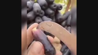 نهال انگور موندراپ - رقم وارداتی و تجاری