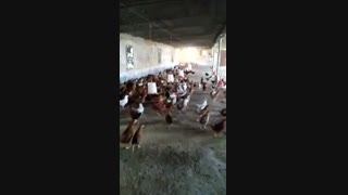 فروش مرغ سه ماه گلپایگانی