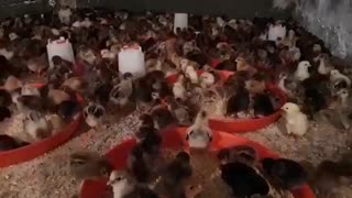 جوجه یک روزه گلپایگانی