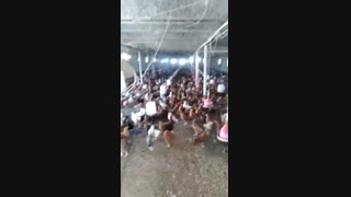 مرغ سه ماه گلپایگانی