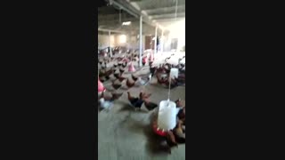 فروش مرغ سه ماه گلپایگانی