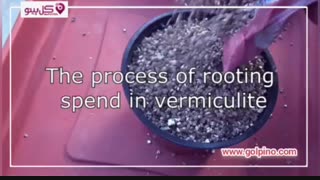 چگونه گیاه آپارتمانی یوکا را تکثیر کنیم؟ - ویدیو کامل