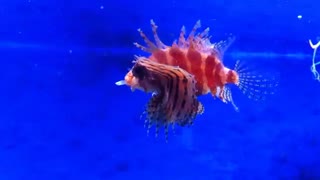 خروسماهی کوتوله (Dwarf lionfish) در حال خوردن ماهی گوپی