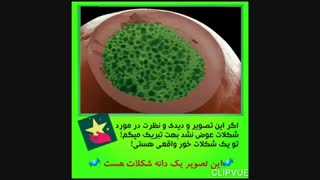 دنیای ما زیر لنز میکروسکوپ