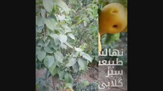 آموزش پیوند درختان میوه