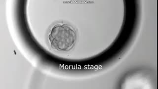 تبدیل مورولا به بلاستوسیت