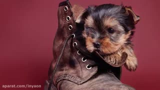 بامزه ترین سگ های دنیا