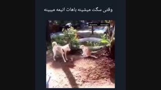 وقتی سگت باهات انیمه میبینه