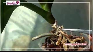 بهترین روش تکثیر گل ارکیده چیست؟ ویدیو کامل