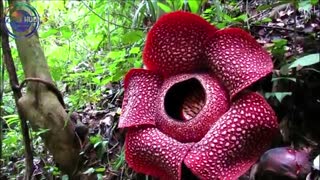 عجیب ترین گیاهان جهان که باور نمی کنید وجود داشته باشند!