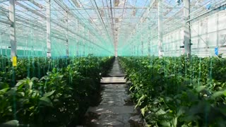 گلخانه‌ هیدروپونیک و شیشه ای آتاویتا