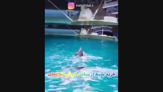 پارک دلفین کیش